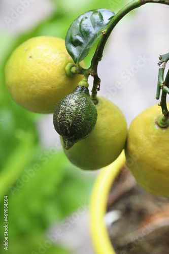 Pianta di limoni con uno verde.