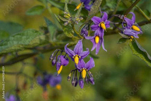 Bittersweet nightshade (Solanum dulcamara) flowers and buds with leaves. Place for text. photo
