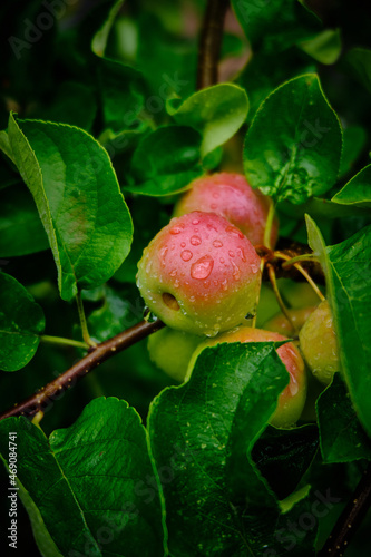 Äpfel mit Wassertropfen am Baum 