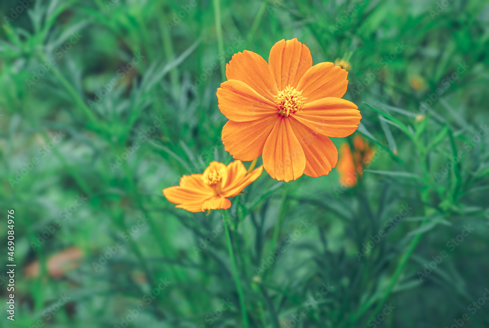 Close-up Beautiful Mexican Aster or Cosmos sulphureus ( kenikir sulfur ), Cosmos Caudatus, Cosmos Flower bright orange blooming in the garden. flower with blur or out of focus background. Close-up Beautiful Mexican Aster or Cosmos sulphureus ( kenikir sulfur ), Cosmos Caudatus, Cosmos Flower bright orange blooming in the garden. flower with blur or out of focus background.