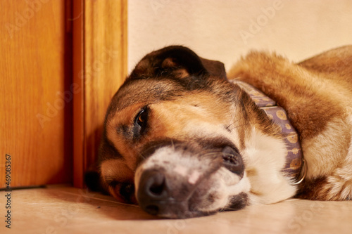 Perro Mastín descansando en casa photo