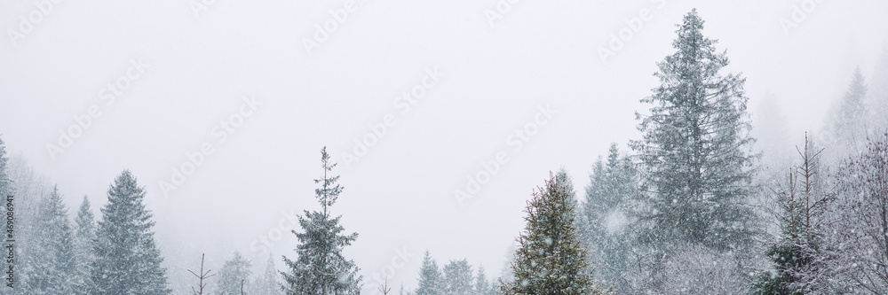 Frosty branches of pine and fir trees against the backdrop of mountains. Frosty winter day. Christmas tree. Carpathians National Park, coniferous forest covered with snow. Spruce during snowfall