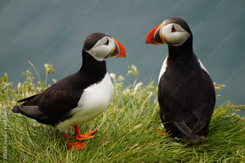 Maskonur, ptak, islandia kolorowy, Vestmannaeyjar Maskonur, ptak, islandia kolorowy, Vestmannaeyjar
