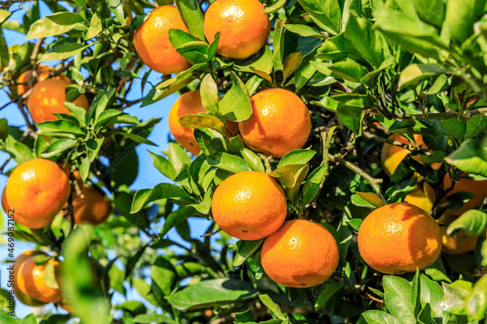 Ripe oranges on the orange tree.Yellow oranges fruit background.