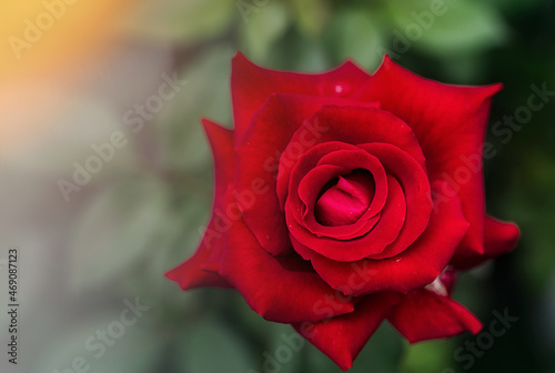 Red Roses on in a garden