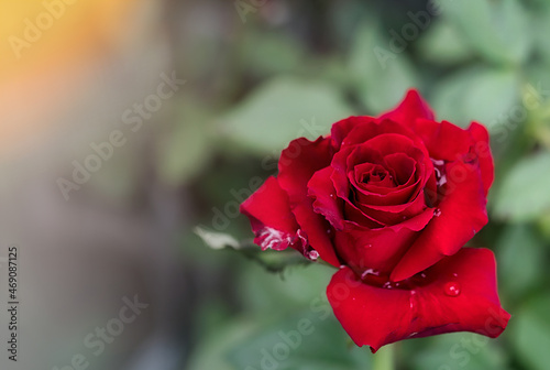 Red Roses on in a garden