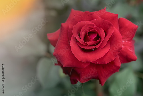 Red Roses on in a garden