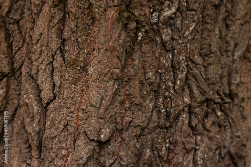 Texture of tree bark as background, closeup view © New Africa