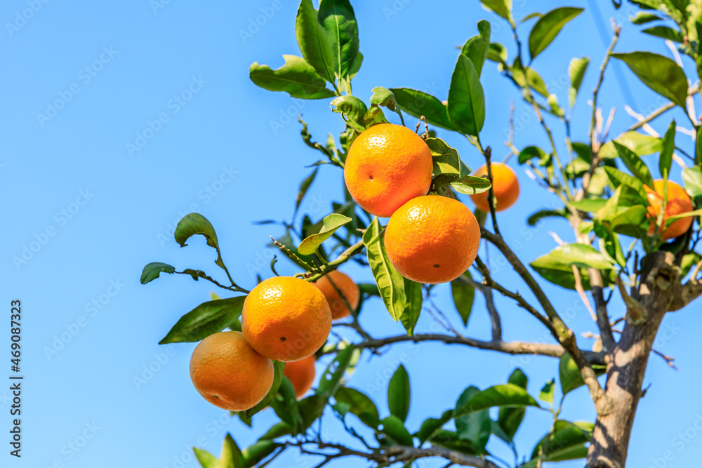 Ripe oranges on the orange tree.Autumn harvest season.
