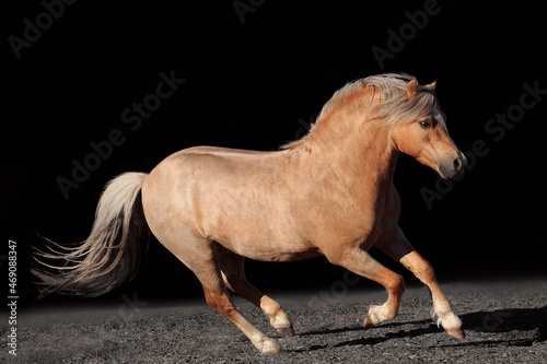 Obraz na plátně Welsh pony black background