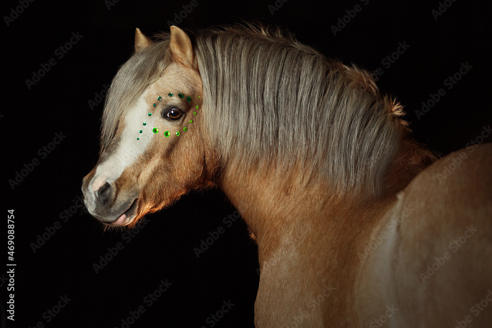 Welsh pony portrait black background
