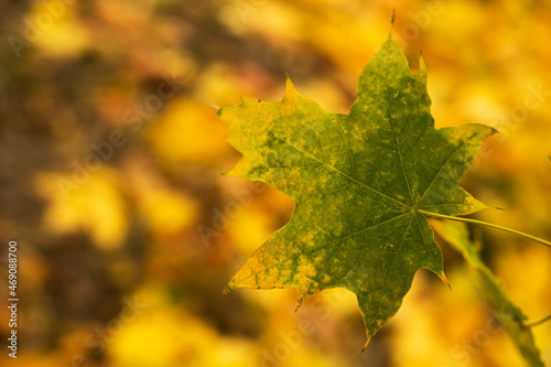 Closeup of autumn leafs background.