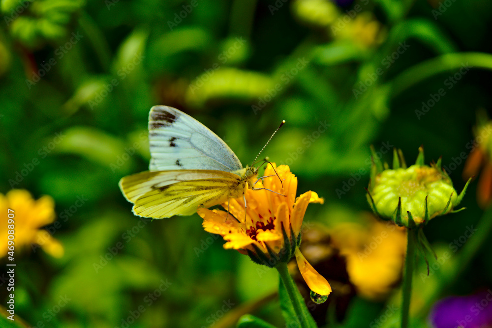 motyl, kwiatek, motyl, insekt, charakter, kwiat, makro, biała, zwierzak, lato, skrzydła, beuty, zółty, bliska, roślin, jardin, jary, motyl, skrzydła, kapusta, feuille, piękne, bliska, lepidoptera, gra motyl, kwiatek, motyl, insekt, charakter, kwiat, makro, biała, zwierzak, lato, skrzydła, beuty, zółty, bliska, roślin, jardin, jary, motyl, skrzydła, kapusta, feuille, piękne, bliska, lepidoptera, gra