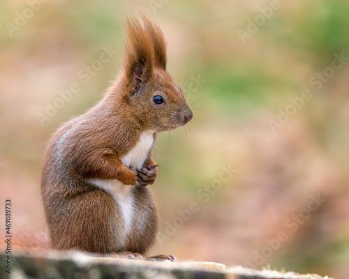 Red squirrel in the autumn