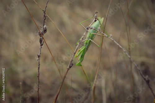 big green praying mantis sitting on a branch in the grass close-up