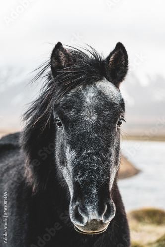 Curious icelandic black and white horse, Iceland