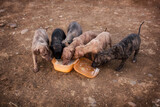 Cachorros de galgo español de pura raza bebiendo leche en el camino del campo. 