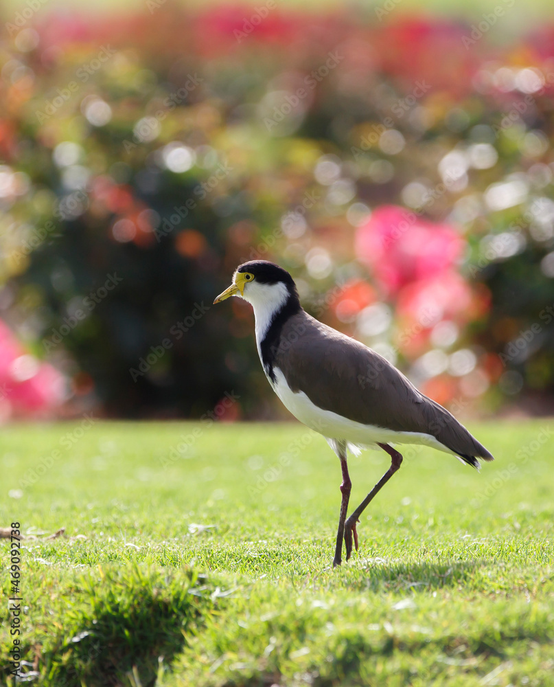 Obraz premium native masked lapwing bird found in a field of grass in front of colourful roses at Adelaide, South Australian parklands