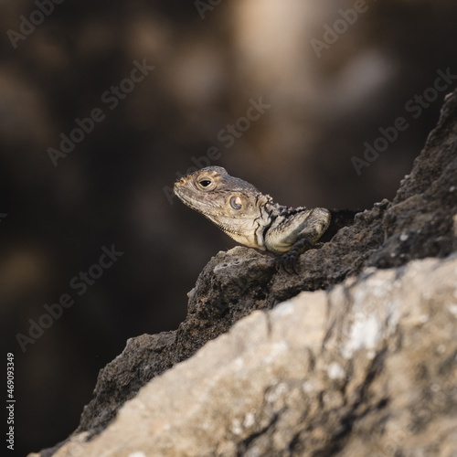 Portrait of a Cypriot lizard on a white stone. Natural habitat