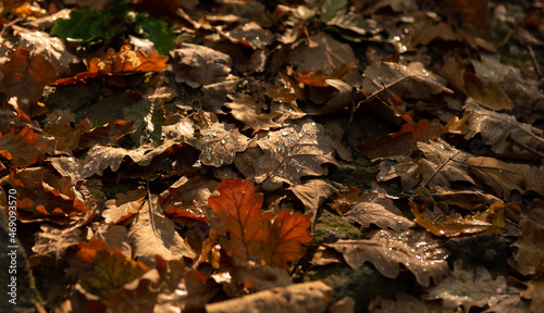 Fallen leaves in the autumn morning. 