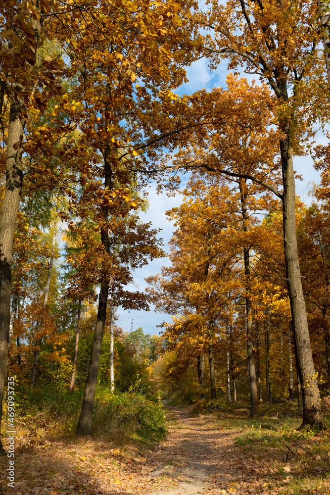 Young oak forest in the autumn time. Świętokrzyskie Mountains in Poland.-