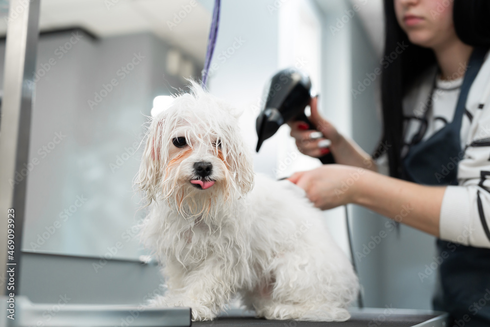 Veterinarian blow-dry a Bolonka Bolognese's hair in a veterinary clinic, close-up. Haircut and grooming in the beauty salon for dogs Veterinarian blow-dry a Bolonka Bolognese's hair in a veterinary clinic, close-up. Haircut and grooming in the beauty salon for dogs
