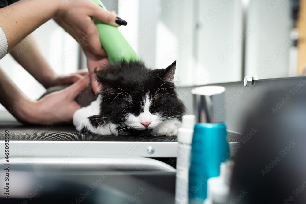 Cat grooming in pet beauty salon. Grooming master cuts and shaves a cat