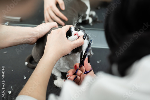 Veterinarian is shearing a cat with scissors in a pet beauty salon. A female Barber shaves a black and white cat. Grooming animals