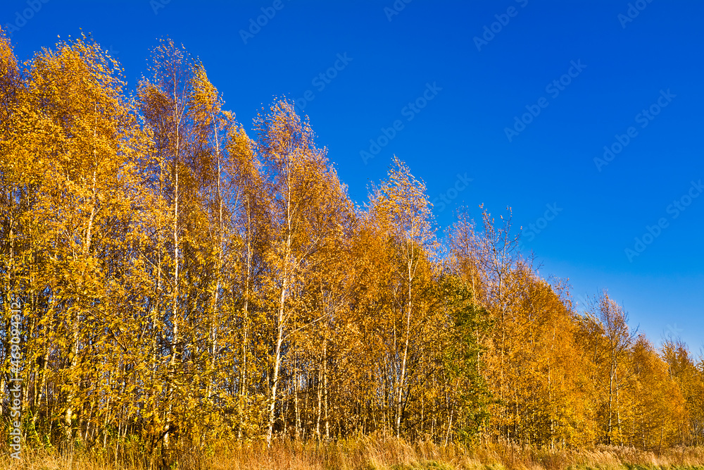 Fototapeta premium Autumn landscape with yellow birches