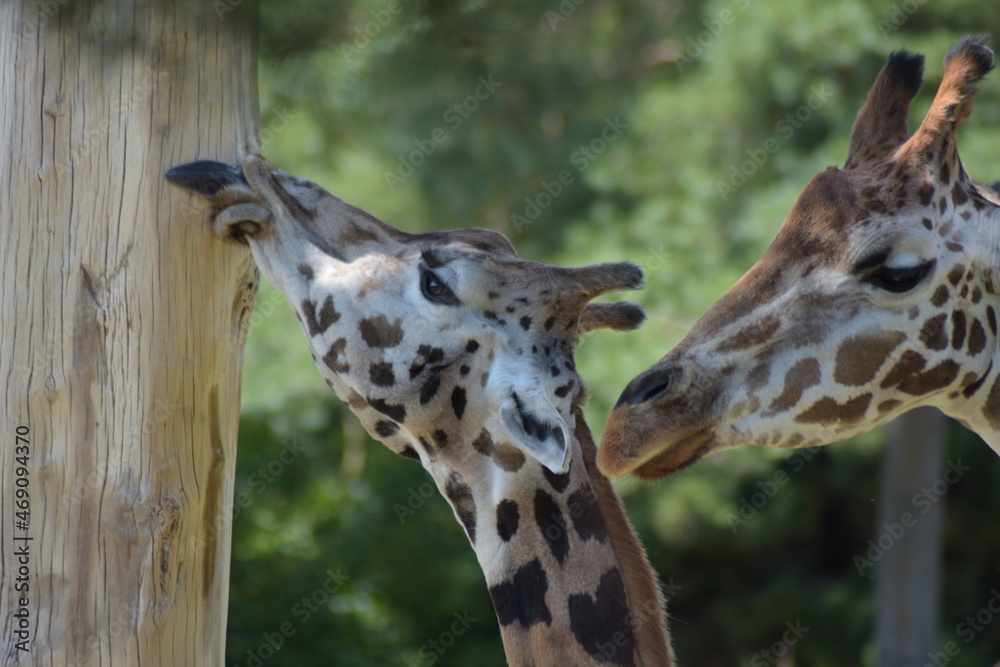 Giraffe beim säubern des Baumstammes Giraffe beim säubern des Baumstammes