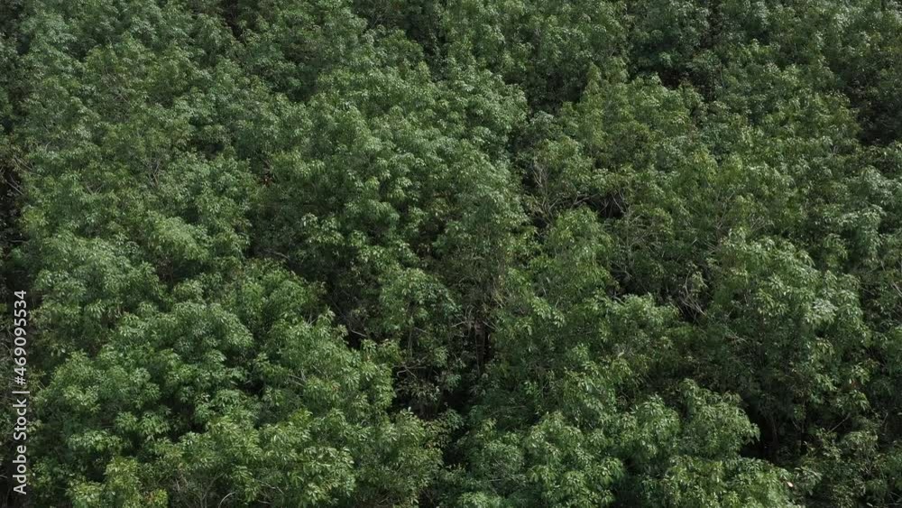 top view of forest, big tree, nature background, green leaves
top view of forest, big tree, nature background, green leaves