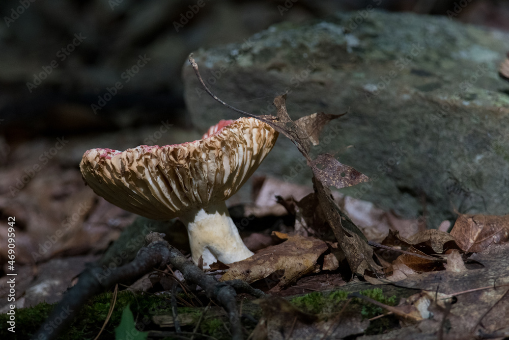 Obraz premium mushrooms in the forest