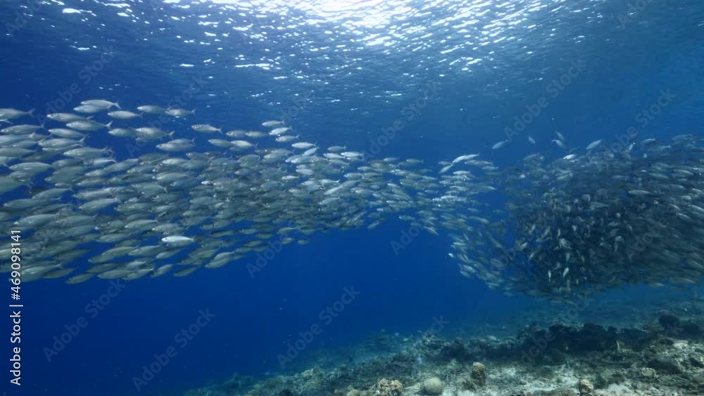 Seascape with Bait Ball, School of Fish in the coral reef of the Caribbean Sea, Curacao Seascape with Bait Ball, School of Fish in the coral reef of the Caribbean Sea, Curacao