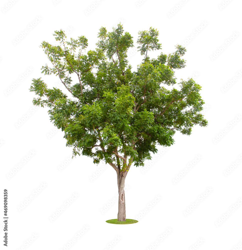 Obraz premium The freshness big green tree isolated on white.