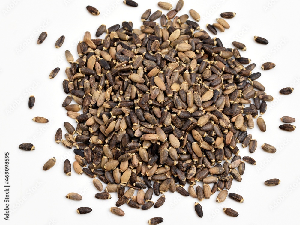 Milk thistle (Silybum marianum) seeds for healthy liver Milk thistle (Silybum marianum) seeds for healthy liver