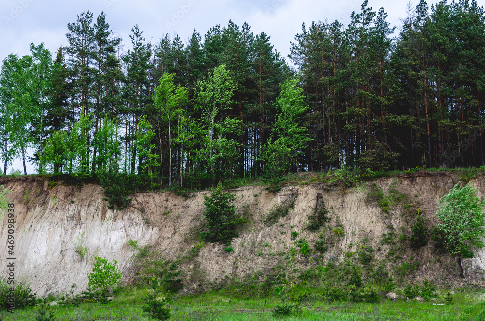 Obraz premium At the edge of the forest trees grow along the edges of the ravine