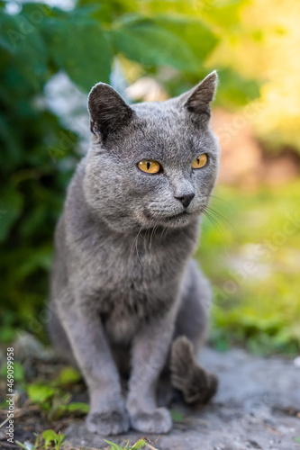 Grey cat on the grass..