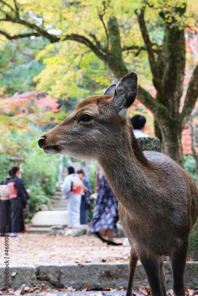 宮島 秋の紅葉谷公園 宮島 秋の紅葉谷公園