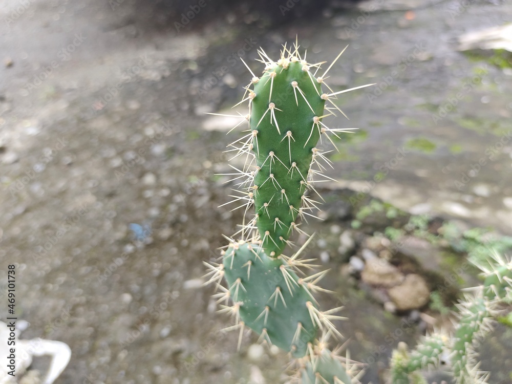 Naklejka premium cactus plant with sharp thorns, selective focus