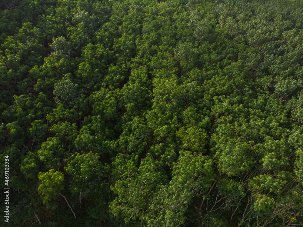 Tropical green rubber tree forest plantation tree agricultural industry Tropical green rubber tree forest plantation tree agricultural industry