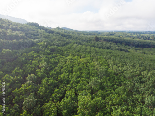 Tropical green rubber tree forest plantation tree agricultural industry © themorningglory