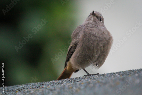 Ein Hausrotschwanz sitzt auf einem Dach. Ein Singvogelportrait.
 photo