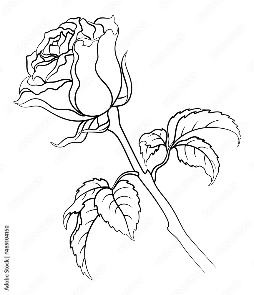 Rose Flower with Leaves Black Contour Isolated on White Background. Vector Rose Flower with Leaves Black Contour Isolated on White Background. Vector