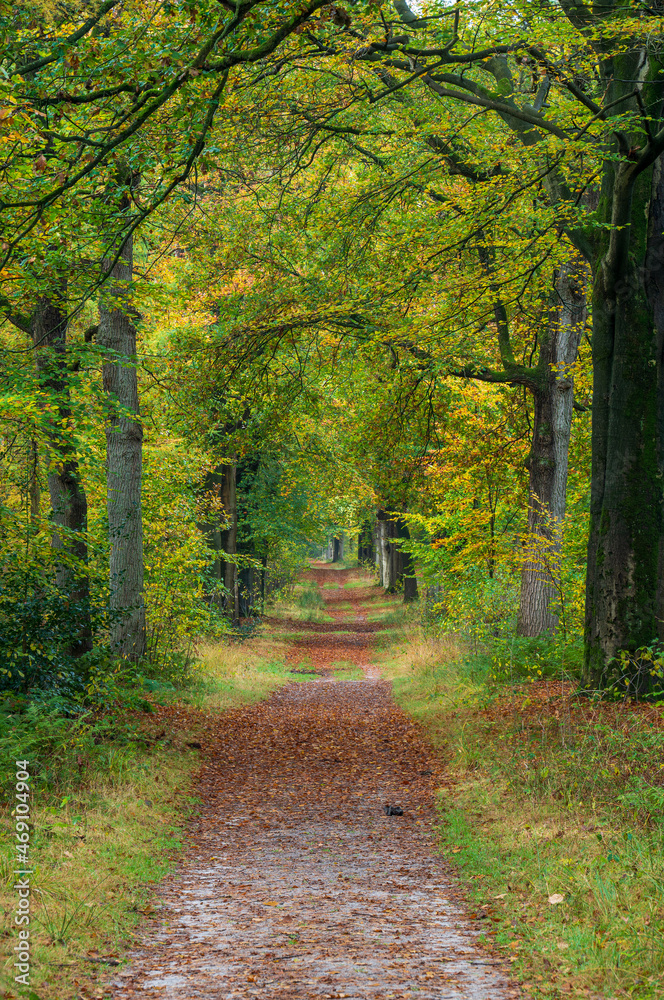 Fototapeta premium Beautiful trees with autumn colors along a patgway in autumn at Hooge Vuursche, The Netherlands, Utrecht, Utrechtse heuvelrug, autumn colors, stock photo