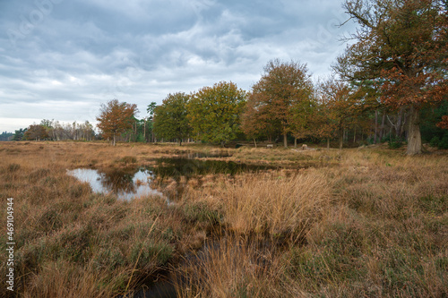 View of a small pond during autumn at lage Vuursche, de stulp The Netherlands, Utrecht, Utrechtse heuvelrug, autumn colors, stock photo