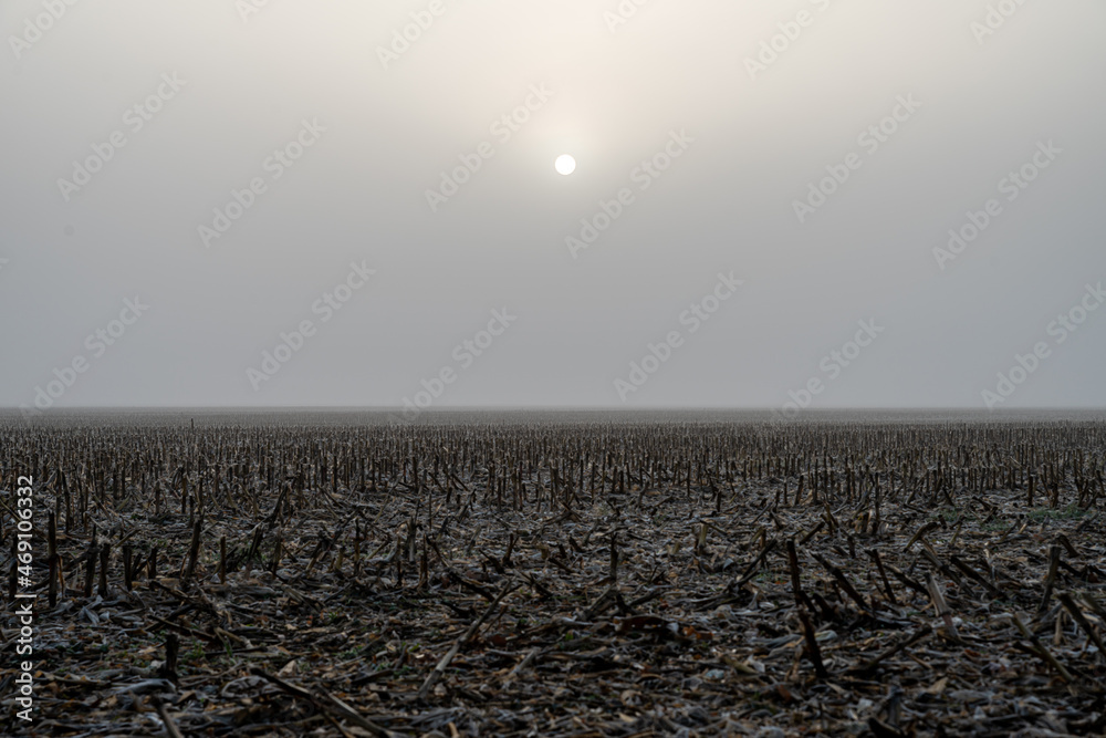 puste pole we mgle po zbiorach kukurydzy  - obrazy, fototapety, plakaty 