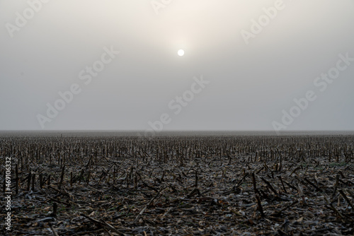 puste pole we mgle po zbiorach kukurydzy 