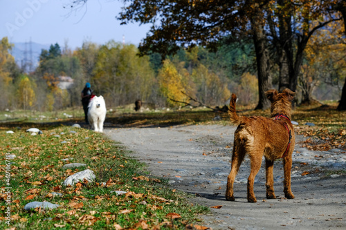 two dogs looking at each other