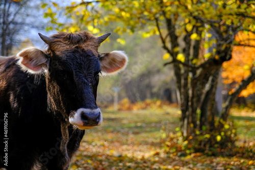 bull on the background of the autumn forest