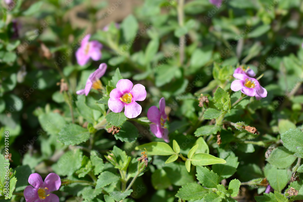 Ornamental bacopa Ornamental bacopa
